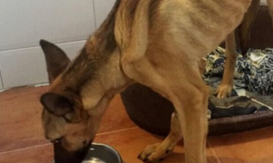 一只很久没吃喝的狗狗，被人们救下来后，半个月长了15斤……