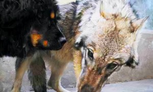 狼狗和藏獒哪个厉害