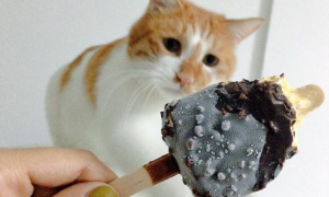 猫可以吃巧克力味的冰激凌吗