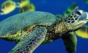 绿海龟的生存环境是什么