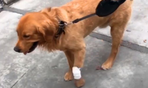 狗被咬伤用什么消炎药
