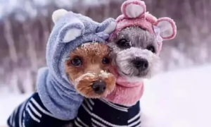 宠物狗冬天穿衣服吗