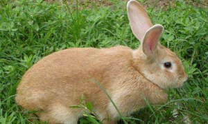 虎皮黄兔几个月能繁殖