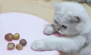 猫咪可以吃炒栗子吗