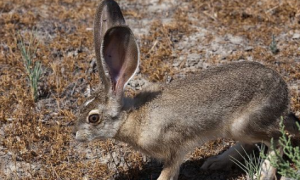 薮兔能长多少斤