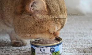 六个月的猫吃什么罐头