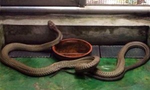 澳洲金刚蛇是保护动物吗