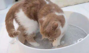 膨润土猫砂是什么