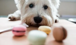 狗狗能吃糖吗