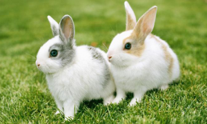 宠物兔冬季容易患的疾病-腹泻的处理方法