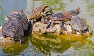 乌龟溺水应该怎么抢救好呢