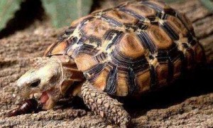 洛帕蒂折背陆龟吃什么