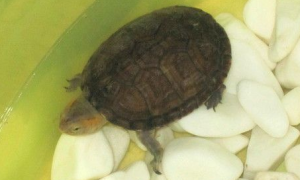 阿拉莫泥龟雌雄如何辨别