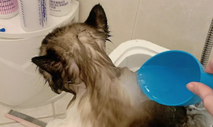 没有宠物专用沐浴露怎么给猫洗澡