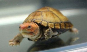 红面蛋龟怎么分雌雄