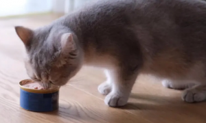 一个月小猫能吃罐头吗