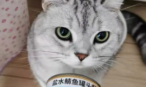 猫罐头人能不能吃