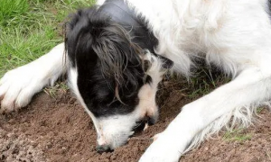 狗狗吃土是什么原因啊