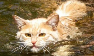猫咪会游泳吗