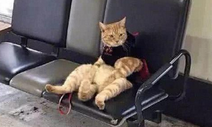 去车站接女友时，把猫咪遗忘在长椅上