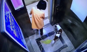 下班回家，女孩牵着狗走进电梯，大家本能地往后靠，并说道