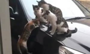 出门看到四只猫在车上，其中一只三色猫挂在半路：能不能拉我一把