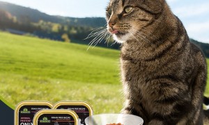 猫罐头保质期多久