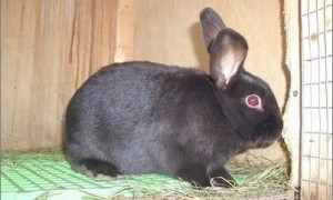 夏温拿兔多久可以生兔子