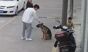主人正在教育狗狗，孩子在一旁扑通跪倒：放它一条狗命吧！