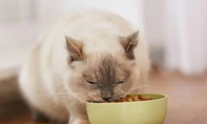 猫可以吃什么零食
