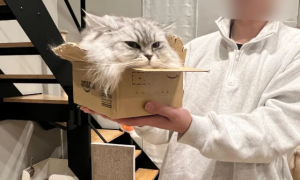 猫咪融化在纸箱，全身只剩一颗头，超诡异画面曝光...