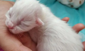 刚出生的小猫