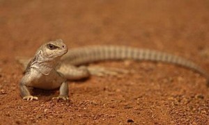 沙漠鬣蜥是保护动物吗