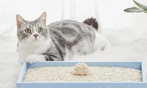 猫砂需要经常换牌子吗