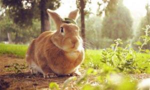 穴兔常见病和治疗方法