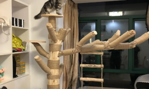 猫爬架有必要吗