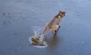 网友向结冰湖面扔石头，狗狗竟直接跳下去捡！不知道你有多重嘛！