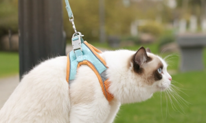怎么带猫咪牵引绳