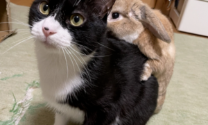 养了一只猫，又养了一只小兔子…于是猫猫就有了小兔子背包！