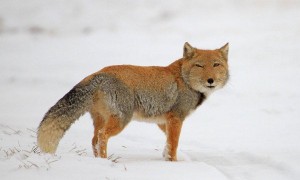 藏狐生活在哪些地方