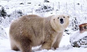大棕熊北上入侵领地，公北极熊忙着逃命，带仔母熊被迫出来迎敌