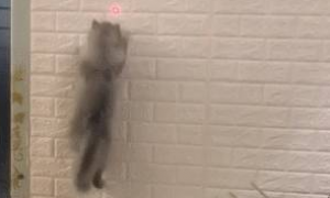 猫咪和主人玩游戏，在墙上来去自如，网友：你是一只壁虎吗