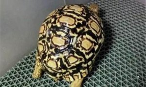 豹纹陆龟怎么养