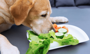 两个月的狗狗可以吃什么小零食