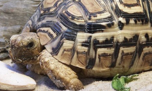 豹斑象龟吃什么食物最好