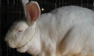 齐兴肉兔常见病和治疗方法
