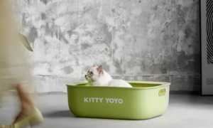 猫砂盆的不断创新，一款实用创新的猫砂盆