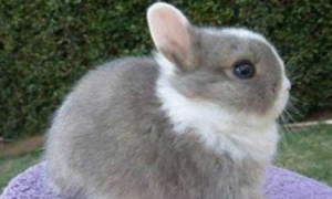 宾尼垂耳兔可以养几年