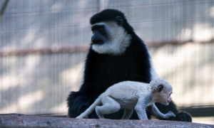 东非黑白疣猴是国家一级保护动物吗