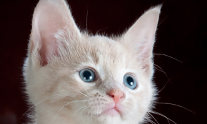 猫瞳孔不收缩的原因有哪些